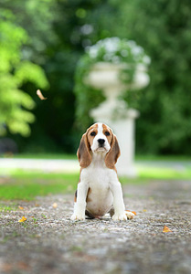 Beagle puppy (2 foto / 7)