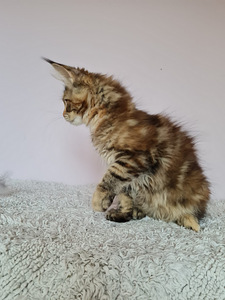 Maine Coon d22, f22 (6 foto no 8)