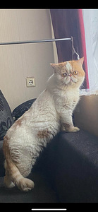 Кот экзот (3 фото из 4)