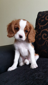 Cavalier King Charles Spaniel (1 foto no 4)