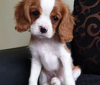 Cavalier King Charles Spaniel