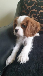 Cavalier King Charles Spaniel (3 foto no 4)