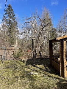 Puude pügamine. Hooaeg 2026 (3 foto / 10)