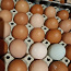 Куриное яйцо домашнее (фото #1)