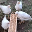 Цыплята курочек несушек (фото #2)