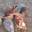 Цыплята курочек несушек (фото #1)