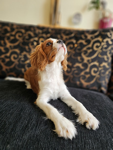 Cavalier king charles spaniel (3 foto / 6)