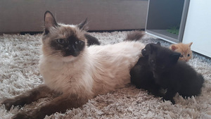 Милые котята (5 фото из 7)