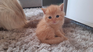 Милые котята (6 фото из 7)