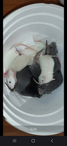 Kesyrotan poikasia (2 valokuva sivusta 4)