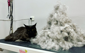 Lemmikloomade juuksur/Groomer (3 foto / 10)