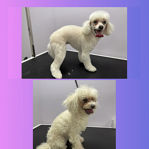 Lemmikloomade juuksur/Groomer (7 foto / 10)