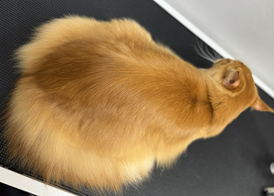 Lemmikloomade juuksur/Groomer (9 foto / 10)