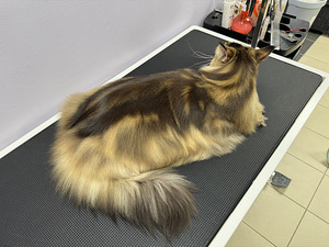 Lemmikloomade juuksur/Groomer (1 foto / 10)