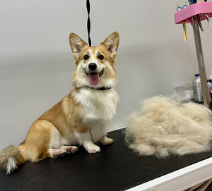 Groomer/lemmikloomade juuksur (10 foto / 10)