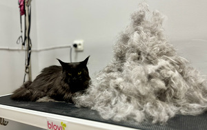 Lemmikloomade juuksur/Groomer (3 foto / 8)