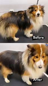 Lemmikloomade juuksur/Groomer (6 foto / 8)