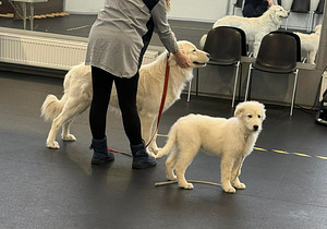 MAREMMA ABRUZZES SHEEPDOG (4 foto / 5)