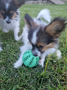 Papillon (2 foto / 10)