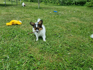 Papillon (6 foto / 10)