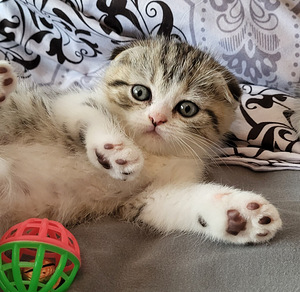 Scottish fold/ straight kassipojad (2 foto / 6)
