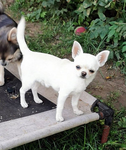 Chihuahua isane kutsikas, Tallinn (1 foto / 3)