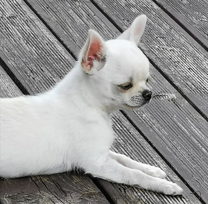 Chihuahua isane kutsikas, Tallinn (3 foto / 3)
