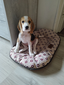 Müüa 2-kuune beagle kutsikas (1 foto / 3)