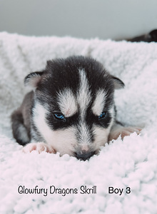 Siperianhusky (3 valokuva sivusta 4)
