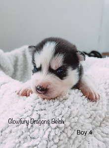 Siperianhusky (4 valokuva sivusta 4)