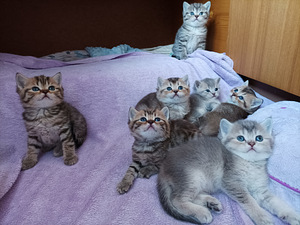 Британские котята (5 фото из 6)