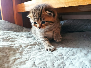 Британские котята (4 фото из 6)