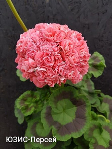 Пеларгония/Pelargoon/Pelargonium (10 фото из 10)