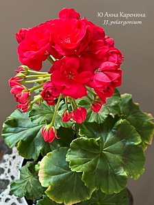 Пеларгония/Pelargoon/Pelargonium (5 фото из 10)