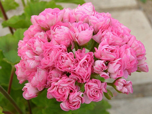 Пеларгония/Pelargoon/Pelargonium (8 фото из 10)