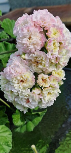 Pelargoonia/Pelargoon/Pelargonium (5 foto / 9)