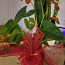 Цветок антуриум мужское счастье комнатное растение (фото #2)