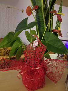 Lill anthuriumi isane õnne toataim (2 foto / 10)