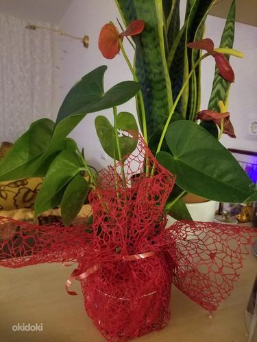 Цветок антуриум мужское счастье комнатное растение (фото #2)
