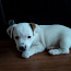 Jack Russell Terrier kutsikad (foto #5)