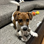 Jack Russel Terrier kutsikad (foto #3)