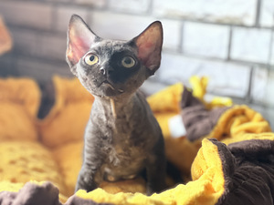 Meitene devon rex (2 foto no 10)