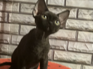 Meitene devon rex (4 foto no 10)