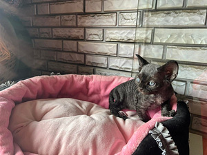 Meitene devon rex (8 foto no 10)