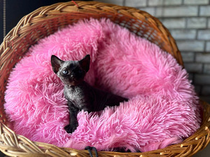 Meitene devon rex (9 foto no 10)
