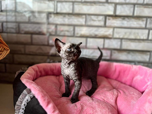 Meitene devon rex (10 foto no 10)