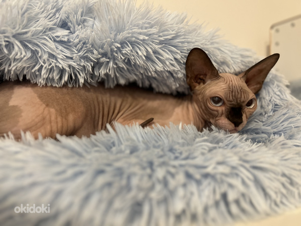 Meitene Kanādas sfinkss