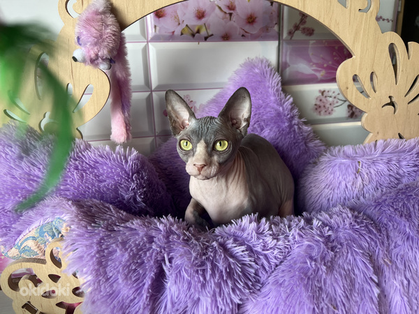 Kanādas sfinksa meitene