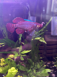 Notobranchius korthausae red (2 foto / 3)