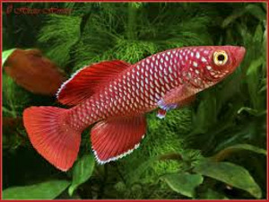 Notobranchius korthausae red (3 foto / 3)